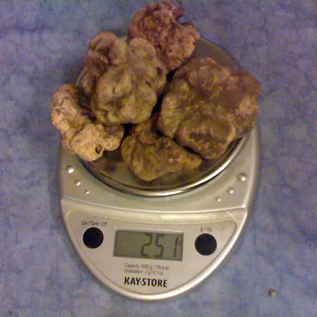 Istrian Truffles Holiday Vela Sterna Buzet